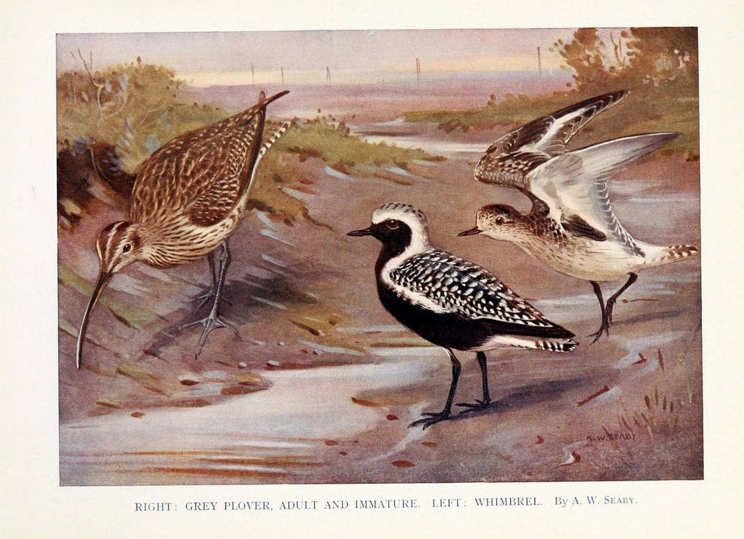 Birds through the yearLondon,T.C. and E.C. Jack, ltd.[1922] | Vintage Print Reproduction 463009