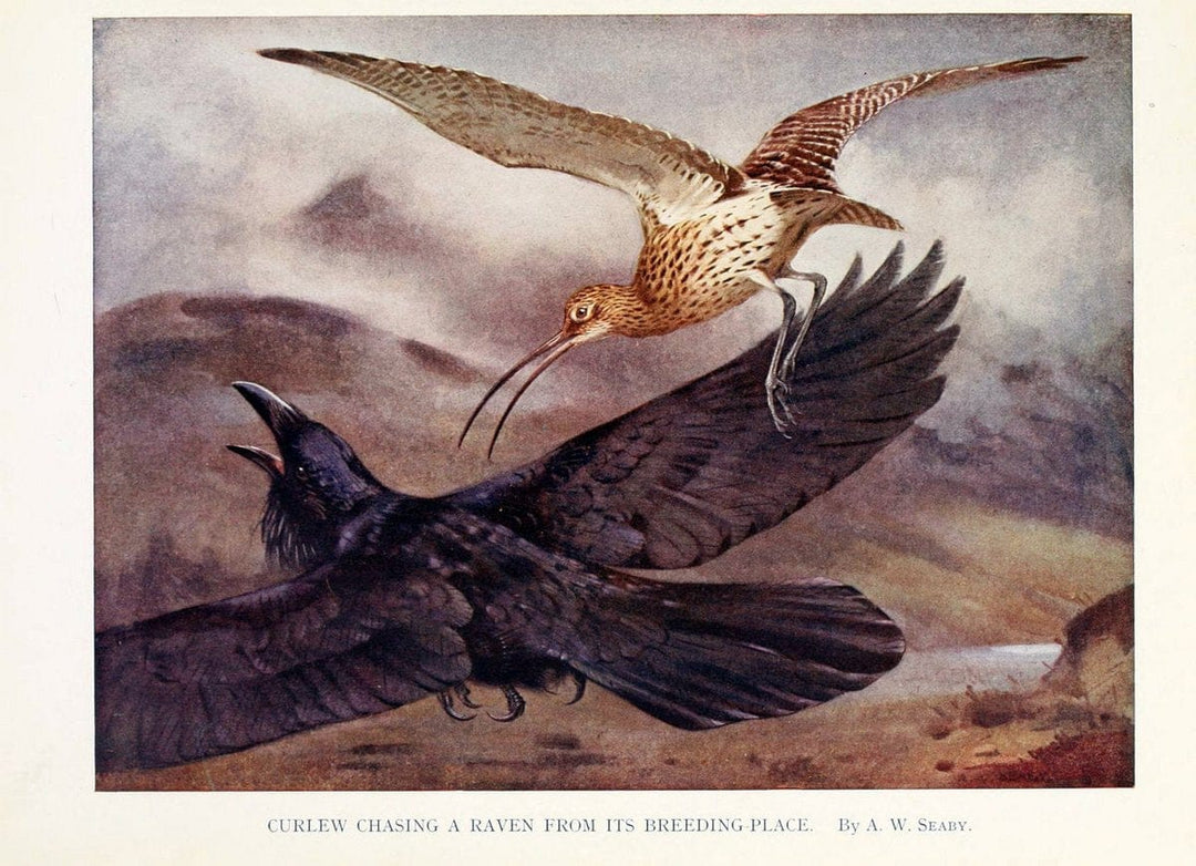 Birds through the yearLondon,T.C. and E.C. Jack, ltd.[1922] | Vintage Print Reproduction 463010