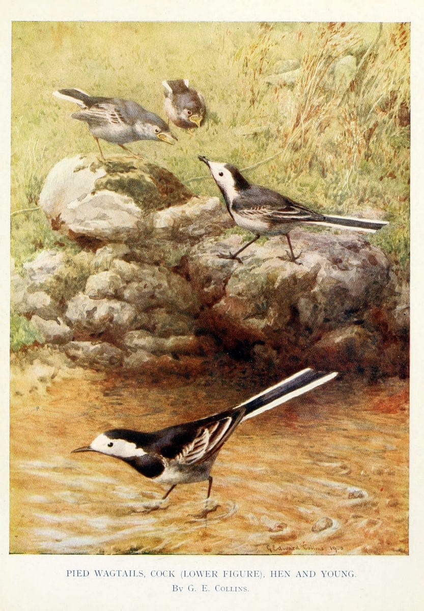 Birds through the yearLondon,T.C. and E.C. Jack, ltd.[1922] | Vintage Print Reproduction 463011