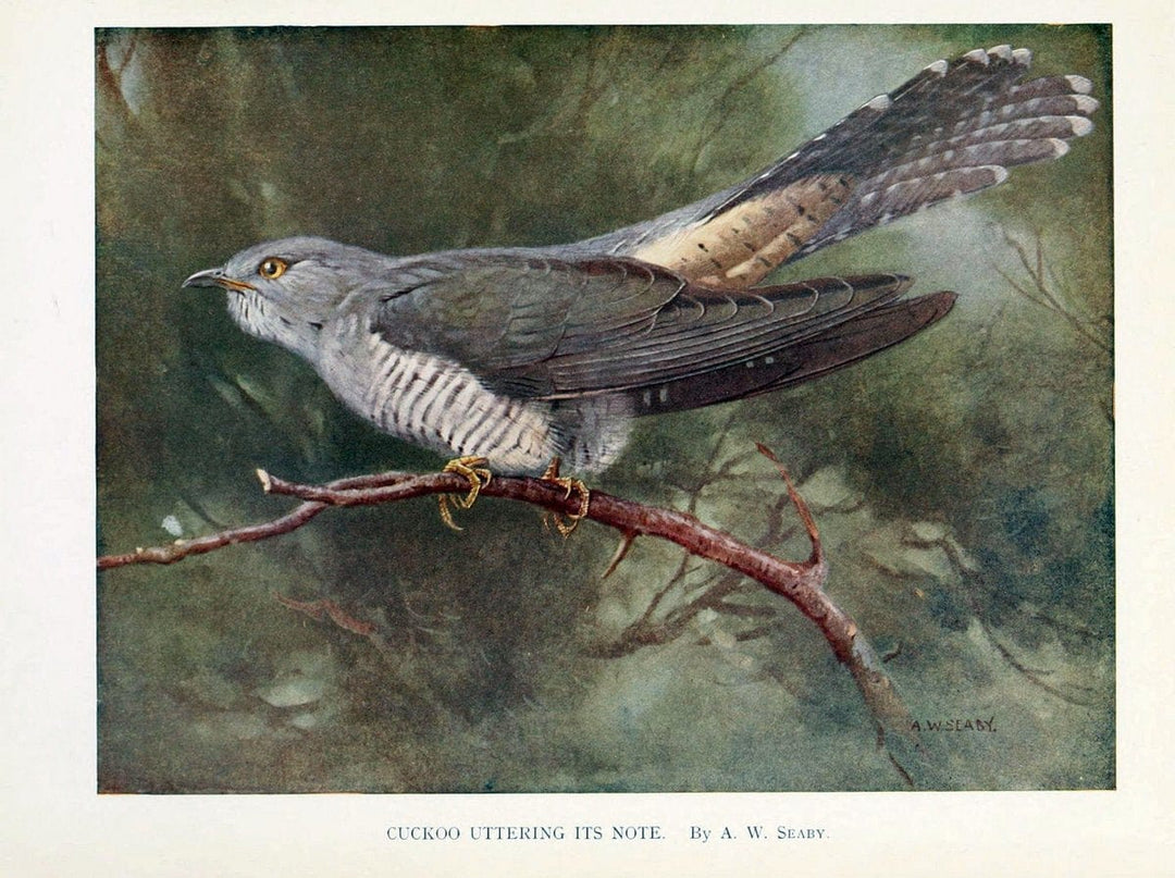 Birds through the yearLondon,T.C. and E.C. Jack, ltd.[1922] | Vintage Print Reproduction 463012