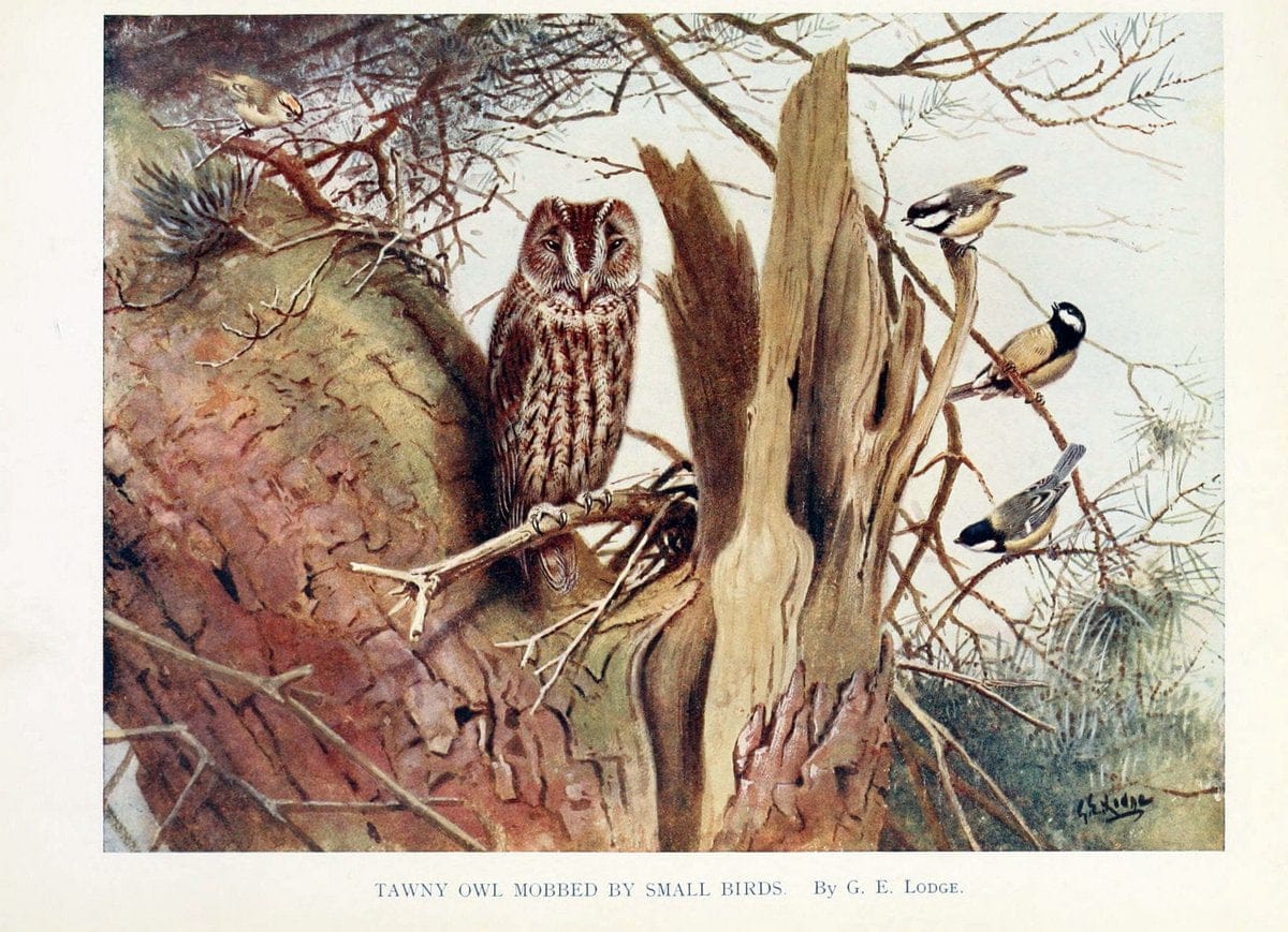 Birds through the yearLondon,T.C. and E.C. Jack, ltd.[1922] | Vintage Print Reproduction 463013
