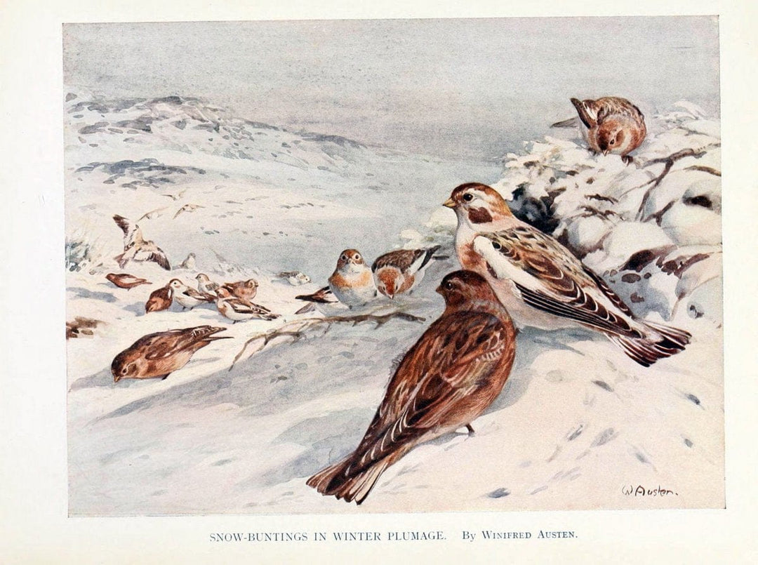 Birds through the yearLondon,T.C. and E.C. Jack, ltd.[1922] | Vintage Print Reproduction 463014