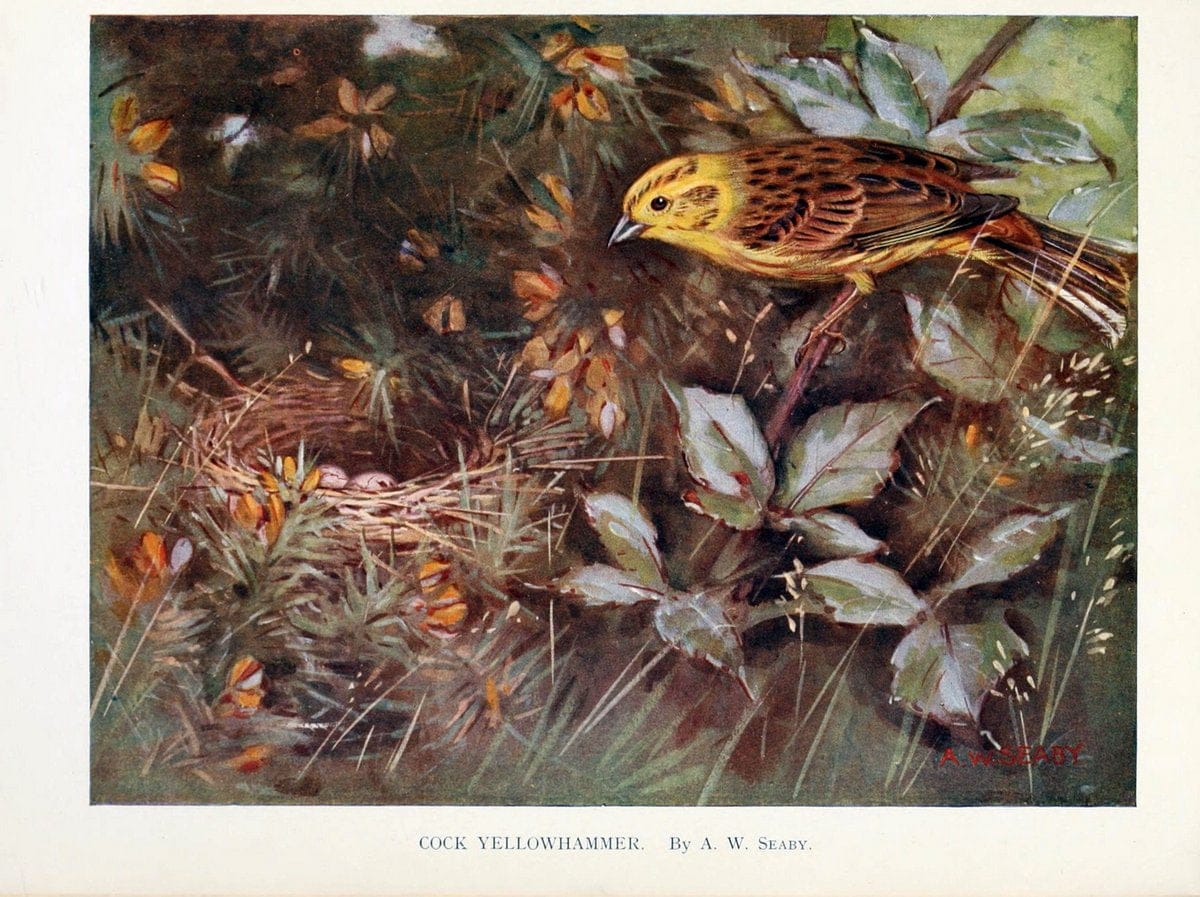 Birds through the yearLondon,T.C. and E.C. Jack, ltd.[1922] | Vintage Print Reproduction 463017