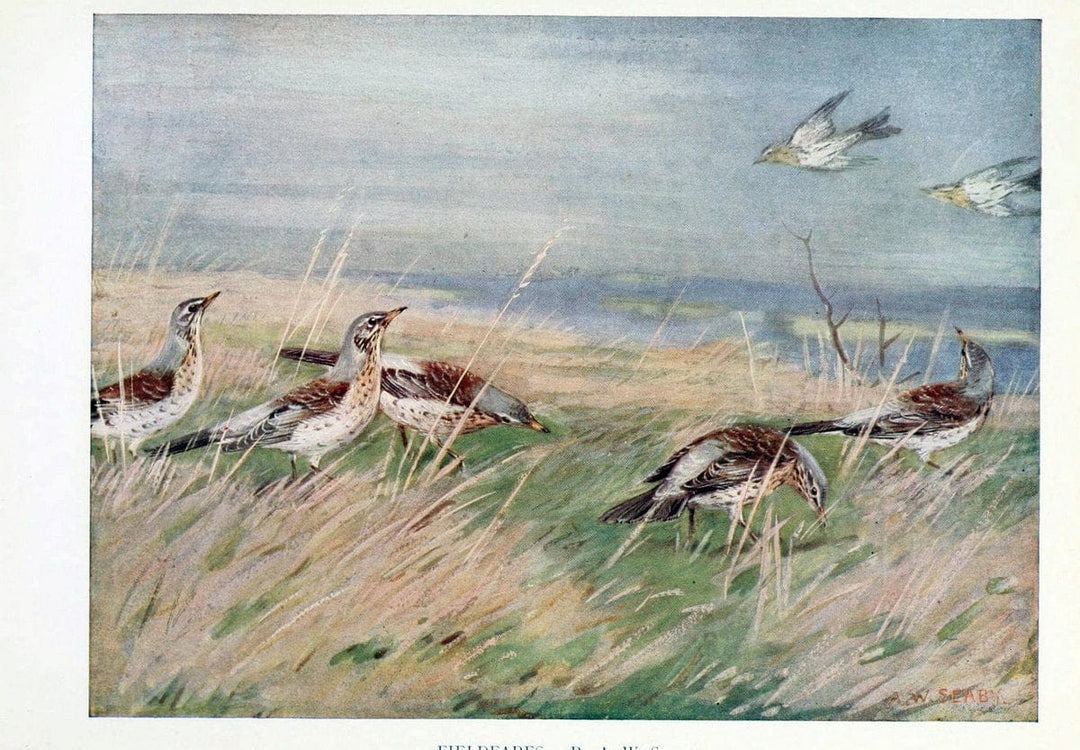 Birds through the yearLondon,T.C. and E.C. Jack, ltd.[1922] | Vintage Print Reproduction 463018