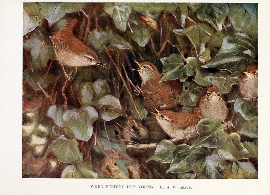 Birds through the yearLondon,T.C. and E.C. Jack, ltd.[1922] | Vintage Print Reproduction 463019