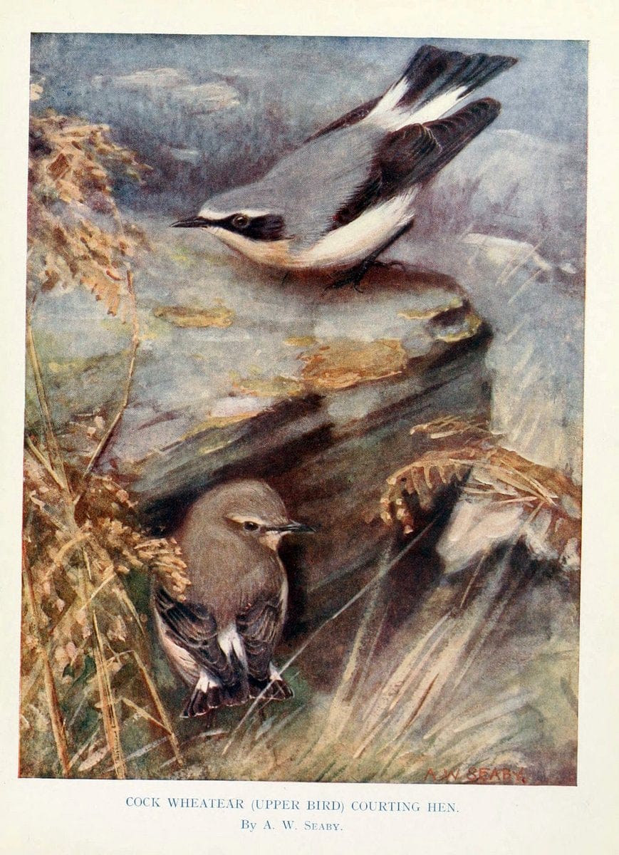 Birds through the yearLondon,T.C. and E.C. Jack, ltd.[1922] | Vintage Print Reproduction 463021
