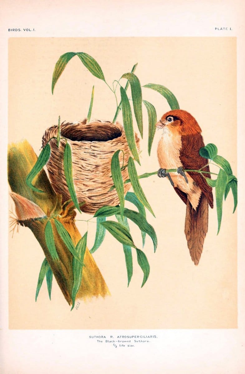 Birds /.London :Taylor & Francis,1924-28.  | Birds India | Vintage Print Reproduction 463022