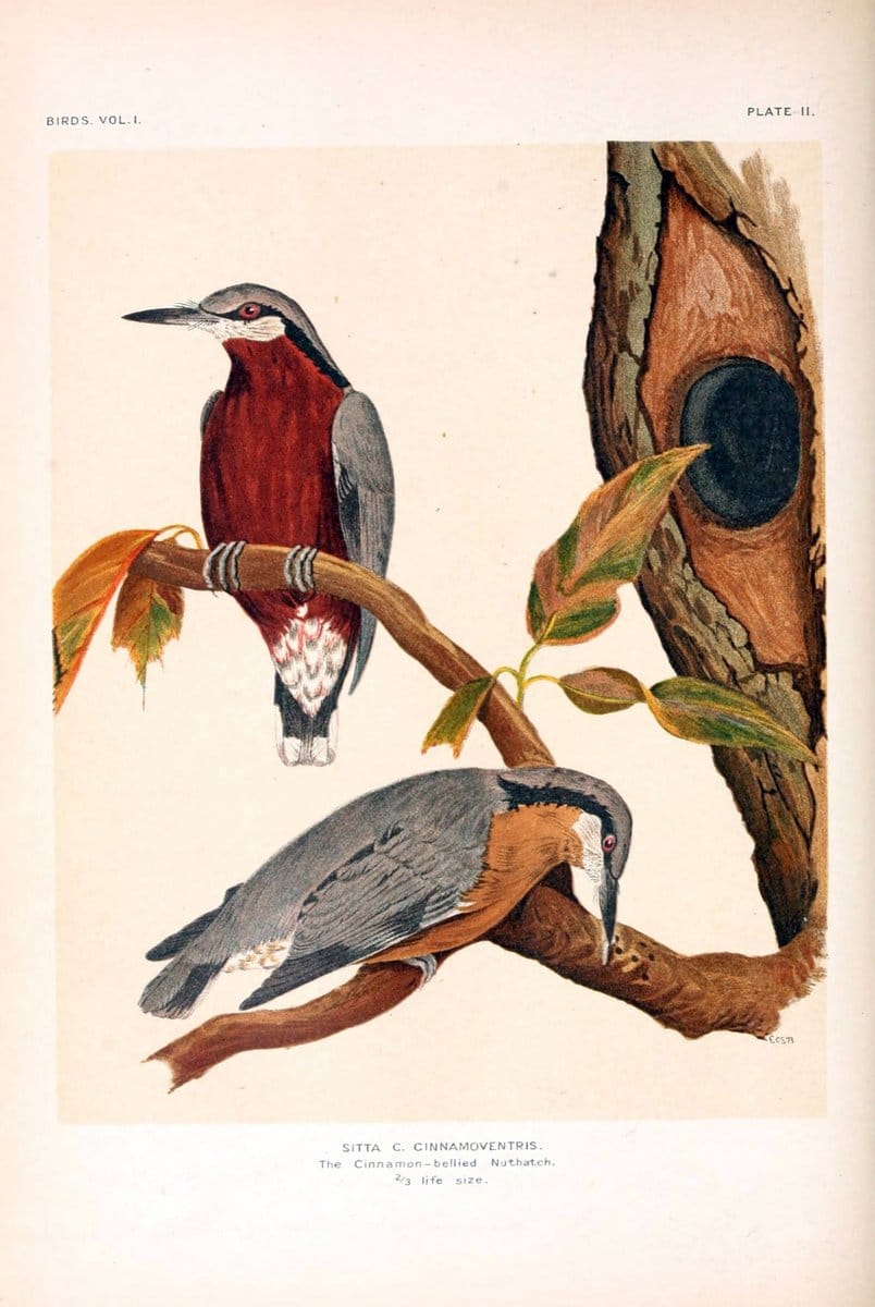 Birds /.London :Taylor & Francis,1924-28.  | Birds India | Vintage Print Reproduction 463023