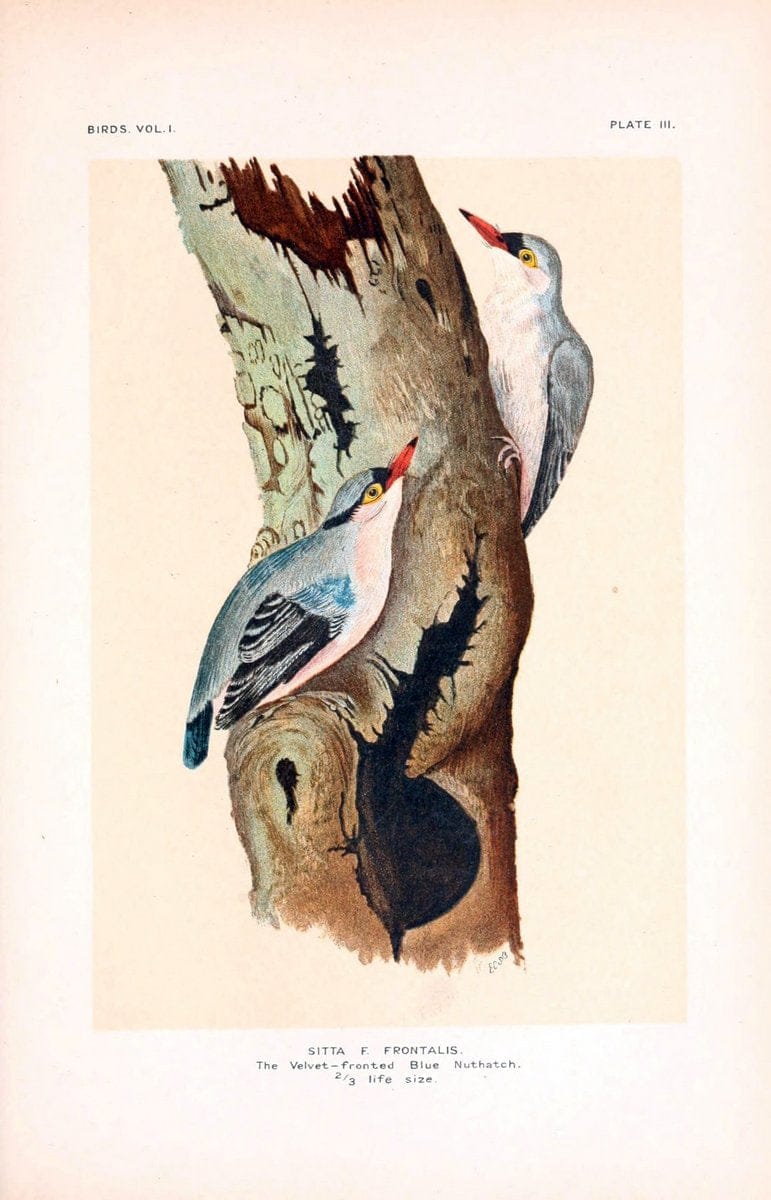 Birds /.London :Taylor & Francis,1924-28.  | Birds India | Vintage Print Reproduction 463024
