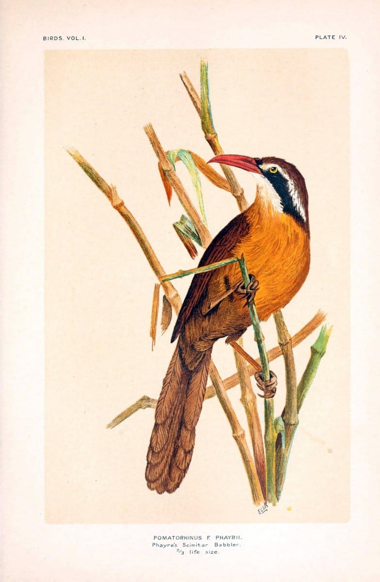 Birds /.London :Taylor & Francis,1924-28.  | Birds India | Vintage Print Reproduction 463025