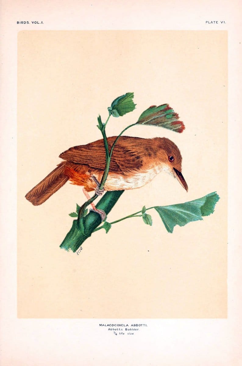 Birds /.London :Taylor & Francis,1924-28.  | Birds India | Vintage Print Reproduction 463027