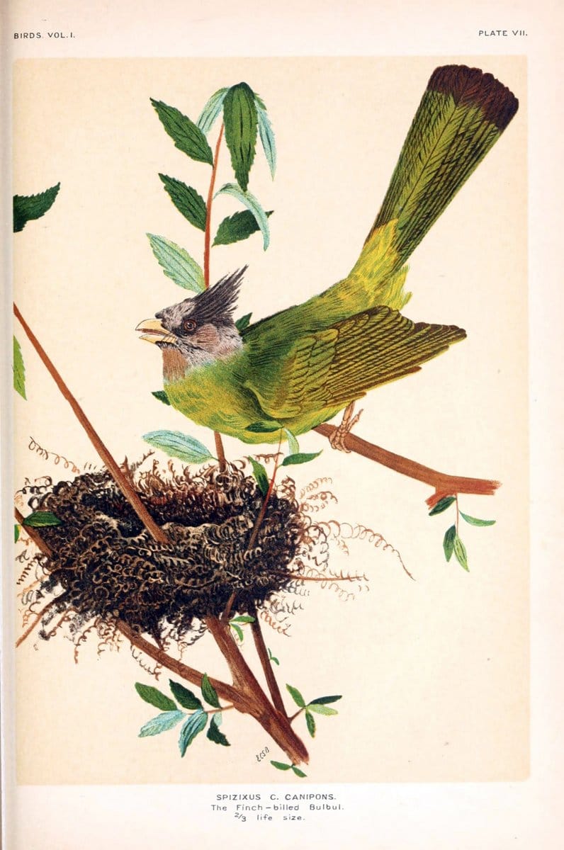 Birds /.London :Taylor & Francis,1924-28.  | Birds India | Vintage Print Reproduction 463028
