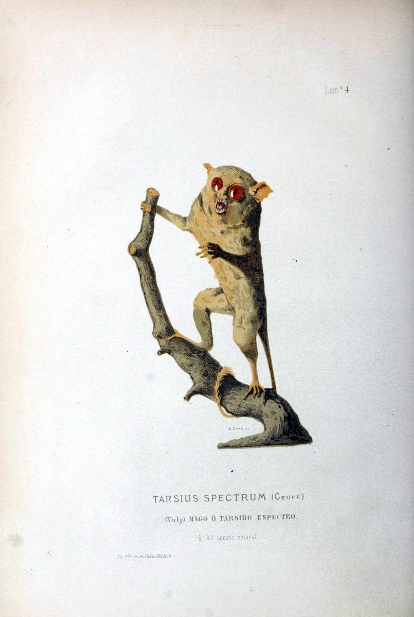Bosquejo geograÃŒÂfico eÃŒÂ histoÃŒÂrico-natural del archipieÃŒÂlago Filipino por Don Ramon | "Description and travel" "Natural history" Philippines | Vintage Print Reproduction 463032