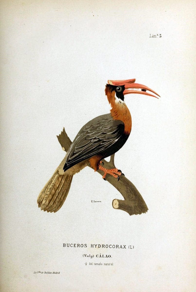 Bosquejo geograÃŒÂfico eÃŒÂ histoÃŒÂrico-natural del archipieÃŒÂlago Filipino por Don Ramon | "Description and travel" "Natural history" Philippines | Vintage Print Reproduction 463033