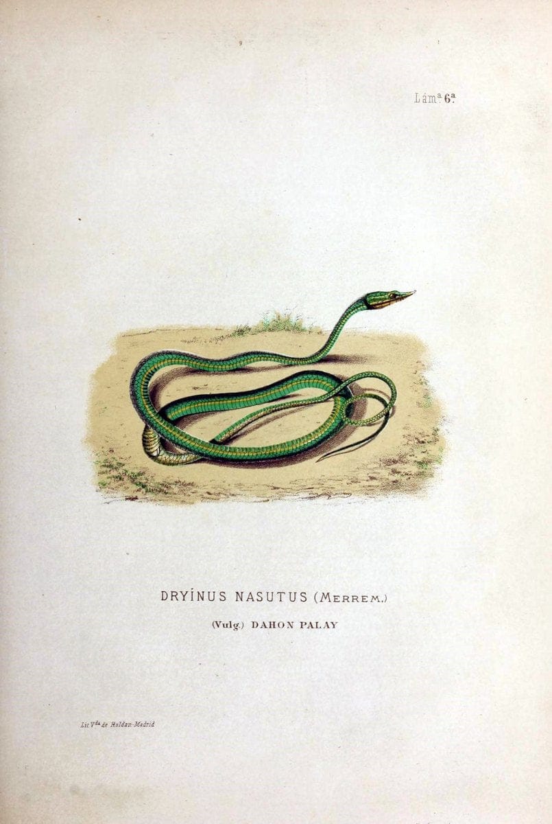 Bosquejo geograÃŒÂfico eÃŒÂ histoÃŒÂrico-natural del archipieÃŒÂlago Filipino por Don Ramon | "Description and travel" "Natural history" Philippines | Vintage Print Reproduction 463034