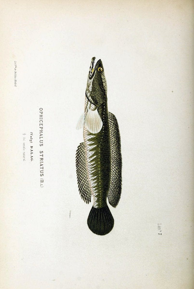 Bosquejo geograÃŒÂfico eÃŒÂ histoÃŒÂrico-natural del archipieÃŒÂlago Filipino por Don Ramon | "Description and travel" "Natural history" Philippines | Vintage Print Reproduction 463035