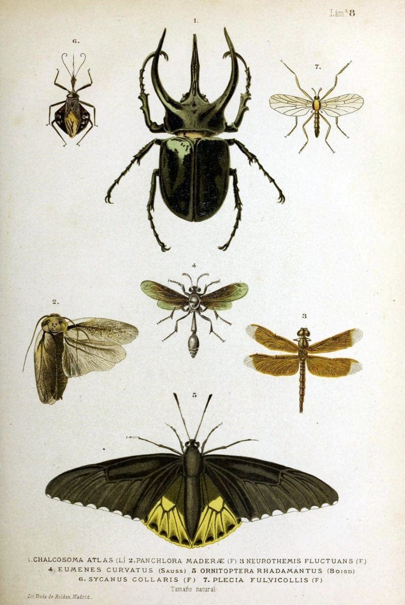 Bosquejo geograÃŒÂfico eÃŒÂ histoÃŒÂrico-natural del archipieÃŒÂlago Filipino por Don Ramon | "Description and travel" "Natural history" Philippines | Vintage Print Reproduction 463036