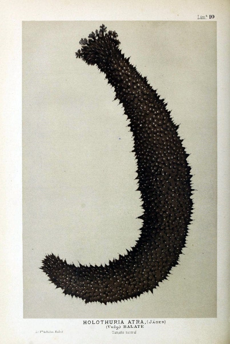 Bosquejo geograÃŒÂfico eÃŒÂ histoÃŒÂrico-natural del archipieÃŒÂlago Filipino por Don Ramon | "Description and travel" "Natural history" Philippines | Vintage Print Reproduction 463038