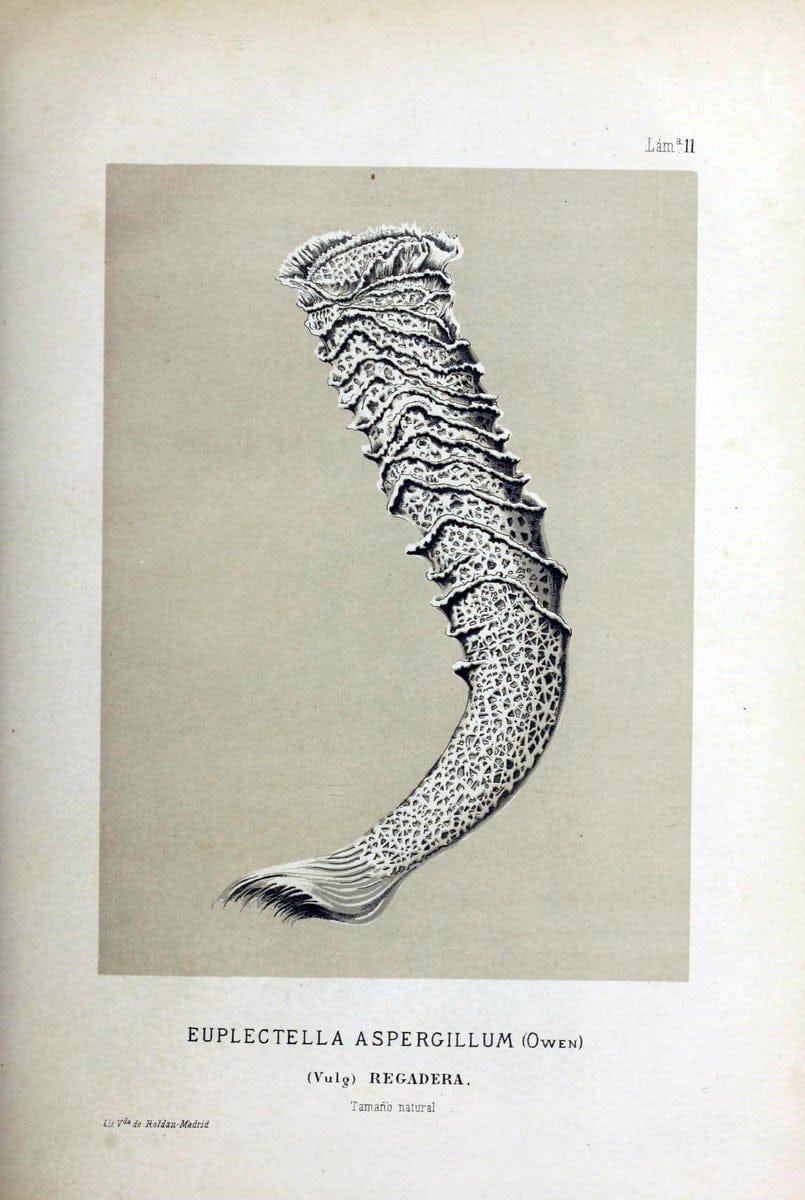 Bosquejo geograÃŒÂfico eÃŒÂ histoÃŒÂrico-natural del archipieÃŒÂlago Filipino por Don Ramon | "Description and travel" "Natural history" Philippines | Vintage Print Reproduction 463039