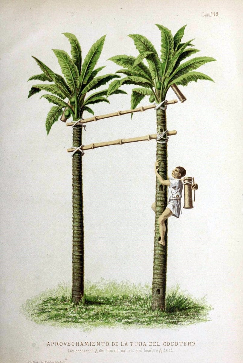 Bosquejo geograÃŒÂfico eÃŒÂ histoÃŒÂrico-natural del archipieÃŒÂlago Filipino por Don Ramon | "Description and travel" "Natural history" Philippines | Vintage Print Reproduction 463040