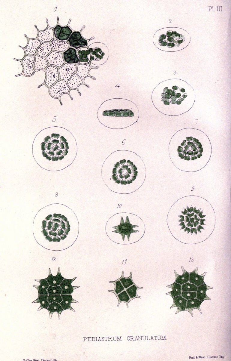 Botanical and physiological memoirs,.London :Printed for the Ray Society,1853. | Fragilariaceae "Plant physiology" "Protococcus pluvialis" "Rejuvenescence (Botany)"  | Vintage Reproduction 463044