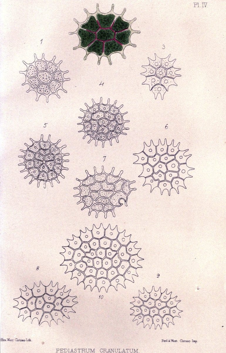 Botanical and physiological memoirs,.London :Printed for the Ray Society,1853. | Fragilariaceae "Plant physiology" "Protococcus pluvialis" "Rejuvenescence (Botany)"  | Vintage Reproduction 463045