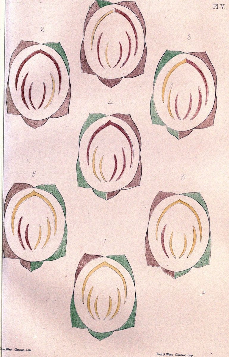 Botanical and physiological memoirs,.London :Printed for the Ray Society,1853. | Fragilariaceae "Plant physiology" "Protococcus pluvialis" "Rejuvenescence (Botany)"  | Vintage Reproduction 463046