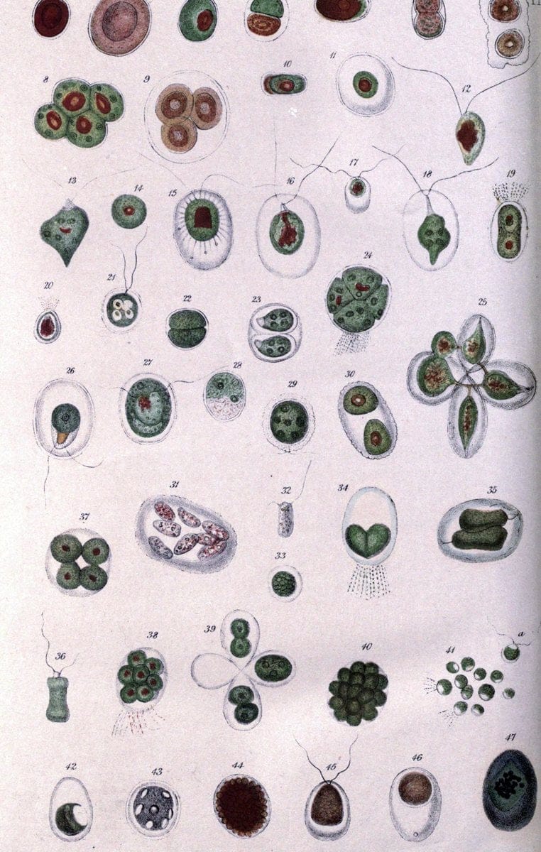 Botanical and physiological memoirs,.London :Printed for the Ray Society,1853. | Fragilariaceae "Plant physiology" "Protococcus pluvialis" "Rejuvenescence (Botany)" |Vintage Print Reproduction 463047