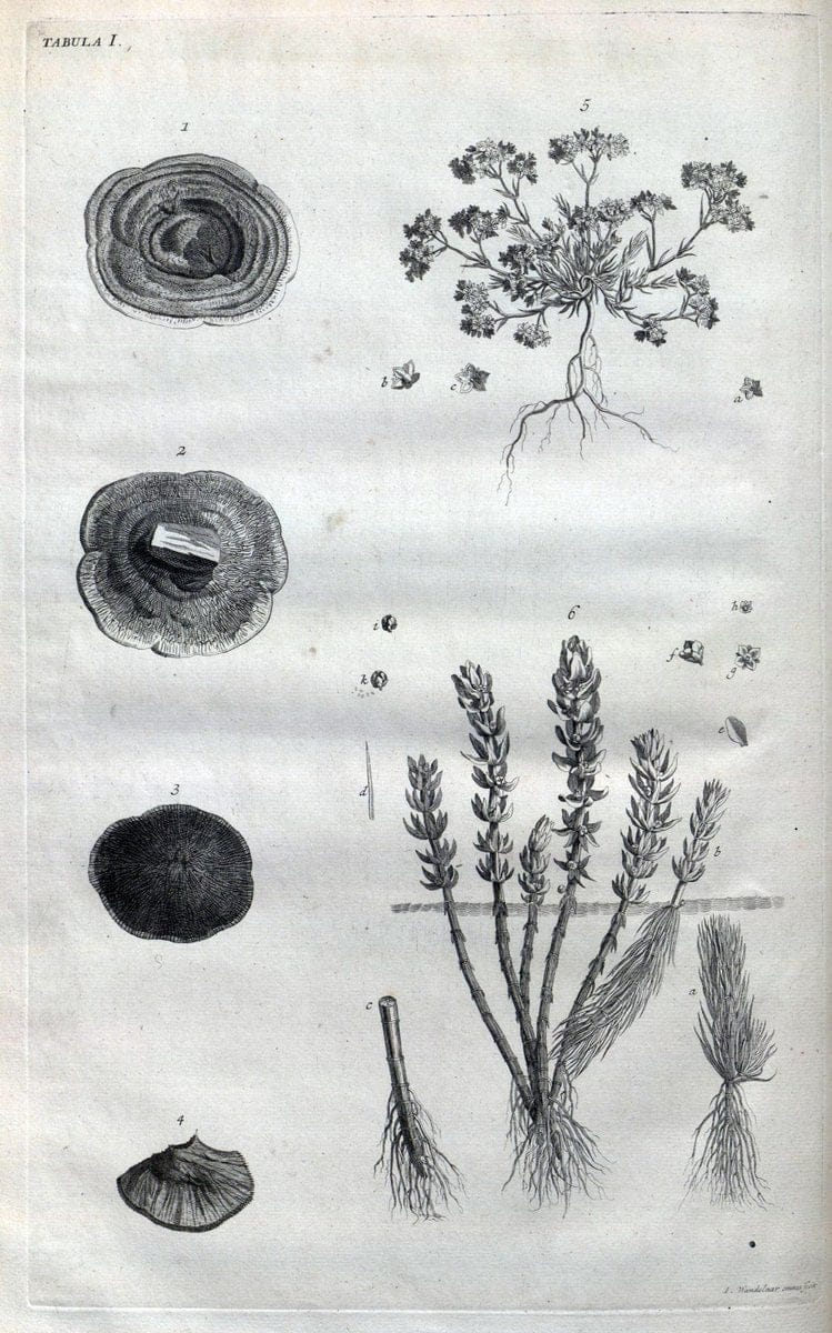 Botanicon parisiense, ou, Denombrement par ordre alphabetique des plantes | 1727 Botany "Copper engraving" France "Graphic media :" Netherlands Paris Plants  | Vintage Print Reproduction 463048
