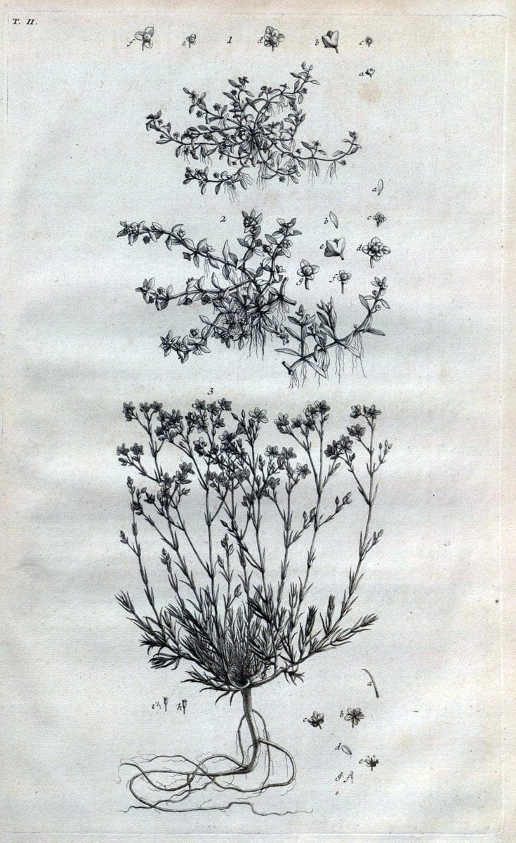 Botanicon parisiense, ou, Denombrement par ordre alphabetique des plantes | 1727 Botany "Copper engraving" France "Graphic media :" Netherlands Paris Plants  | Vintage Print Reproduction 463049