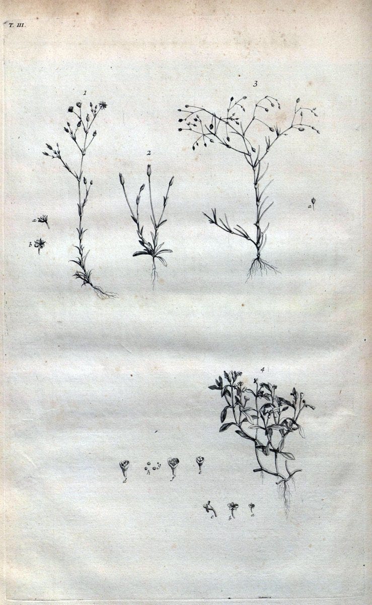 Botanicon parisiense, ou, Denombrement par ordre alphabetique des plantes | 1727 Botany "Copper engraving" France "Graphic media :" Netherlands Paris Plants  | Vintage Print Reproduction 463050