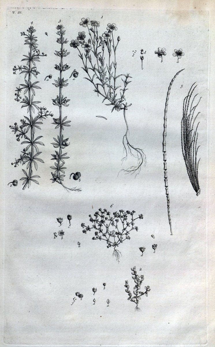 Botanicon parisiense, ou, Denombrement par ordre alphabetique des plantes | 1727 Botany "Copper engraving" France "Graphic media :" Netherlands Paris Plants  | Vintage Print Reproduction 463051