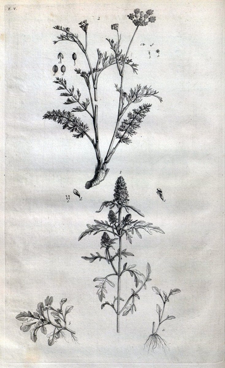 Botanicon parisiense, ou, Denombrement par ordre alphabetique des plantes | 1727 Botany "Copper engraving" France "Graphic media :" Netherlands Paris Plants  | Vintage Print Reproduction 463052