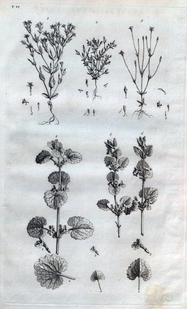 Botanicon parisiense, ou, Denombrement par ordre alphabetique des plantes | 1727 Botany "Copper engraving" France "Graphic media :" Netherlands Paris Plants  | Vintage Print Reproduction 463053