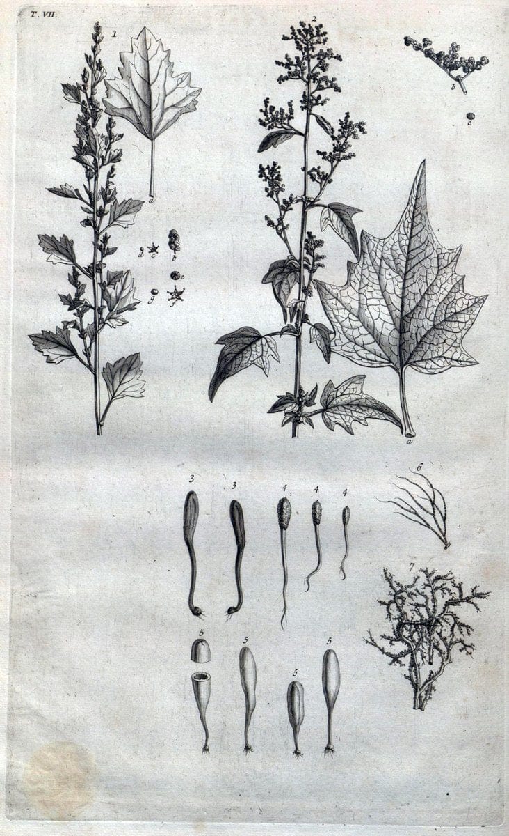 Botanicon parisiense, ou, Denombrement par ordre alphabetique des plantes | 1727 Botany "Copper engraving" France "Graphic media :" Netherlands Paris Plants  | Vintage Print Reproduction 463054