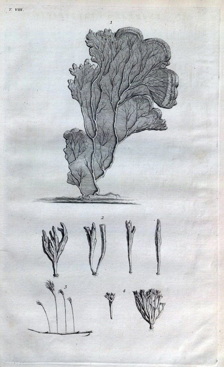 Botanicon parisiense, ou, Denombrement par ordre alphabetique des plantes | 1727 Botany "Copper engraving" France "Graphic media :" Netherlands Paris Plants  | Vintage Print Reproduction 463055