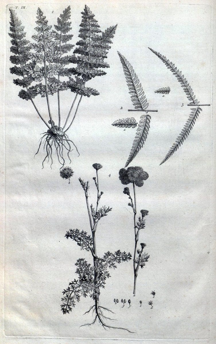 Botanicon parisiense, ou, Denombrement par ordre alphabetique des plantes | 1727 Botany "Copper engraving" France "Graphic media :" Netherlands Paris Plants  | Vintage Print Reproduction 463056