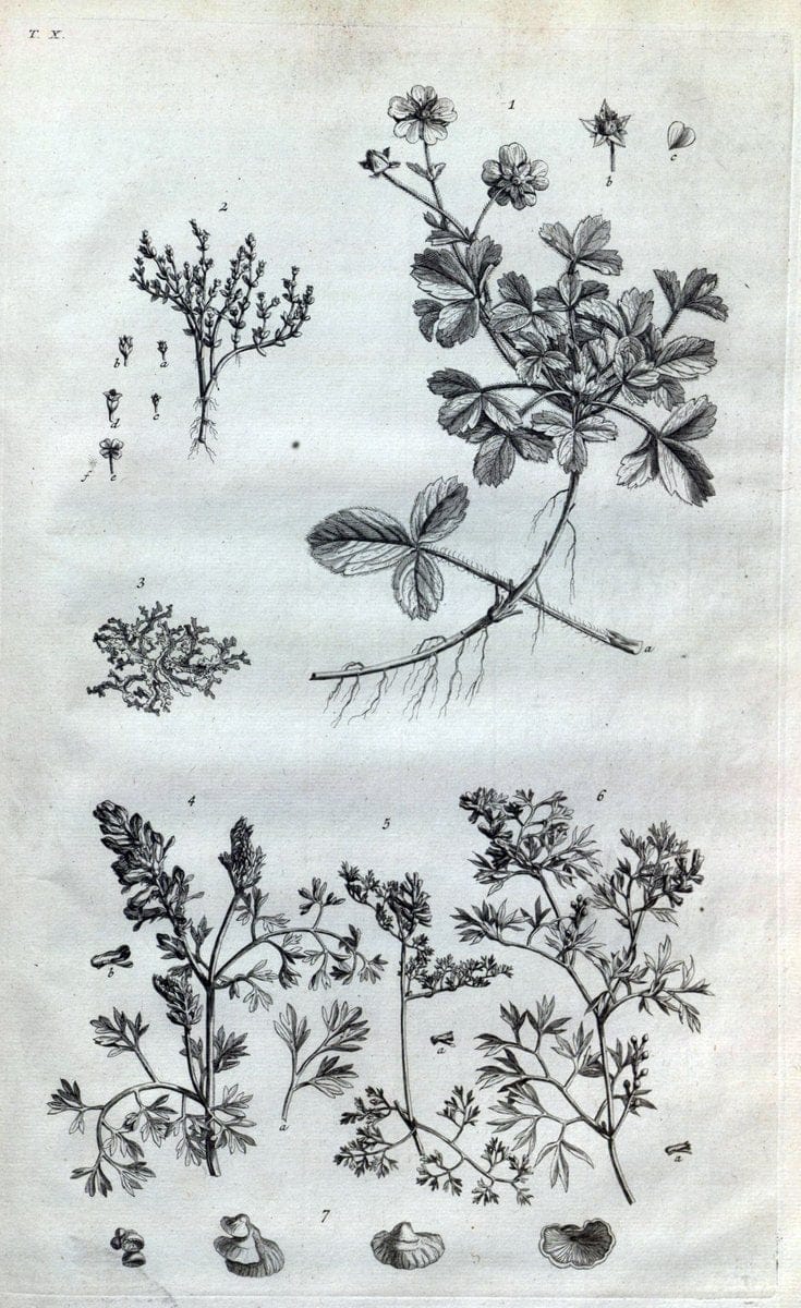 Botanicon parisiense, ou, Denombrement par ordre alphabetique des plantes | 1727 Botany "Copper engraving" France "Graphic media :" Netherlands Paris Plants  | Vintage Print Reproduction 463057