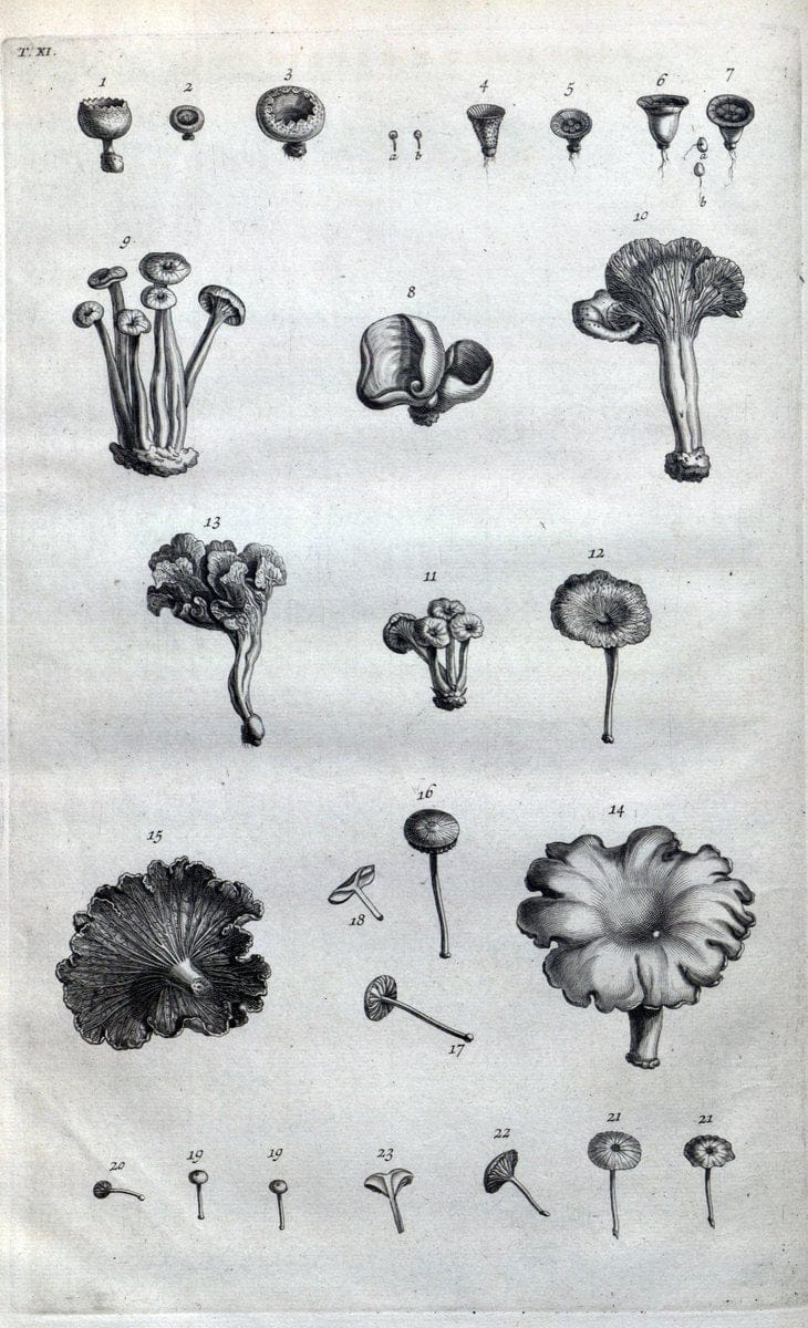 Botanicon parisiense, ou, Denombrement par ordre alphabetique des plantes | 1727 Botany "Copper engraving" France "Graphic media :" Netherlands Paris Plants  | Vintage Print Reproduction 463058