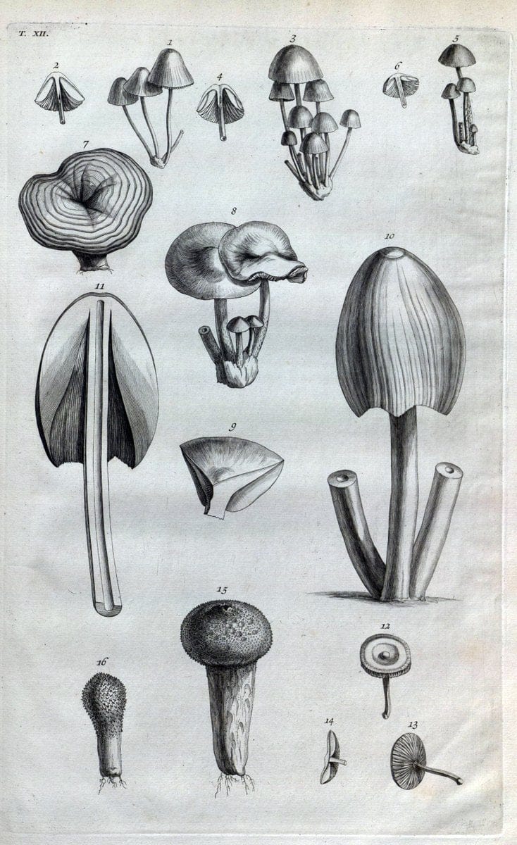 Botanicon parisiense, ou, Denombrement par ordre alphabetique des plantes | 1727 Botany "Copper engraving" France "Graphic media :" Netherlands Paris Plants  | Vintage Print Reproduction 463059