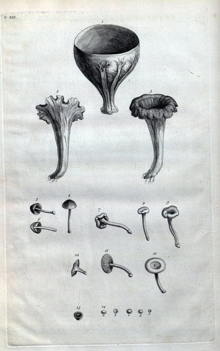 Botanicon parisiense, ou, Denombrement par ordre alphabetique des plantes | 1727 Botany "Copper engraving" France "Graphic media :" Netherlands Paris Plants  | Vintage Print Reproduction 463060