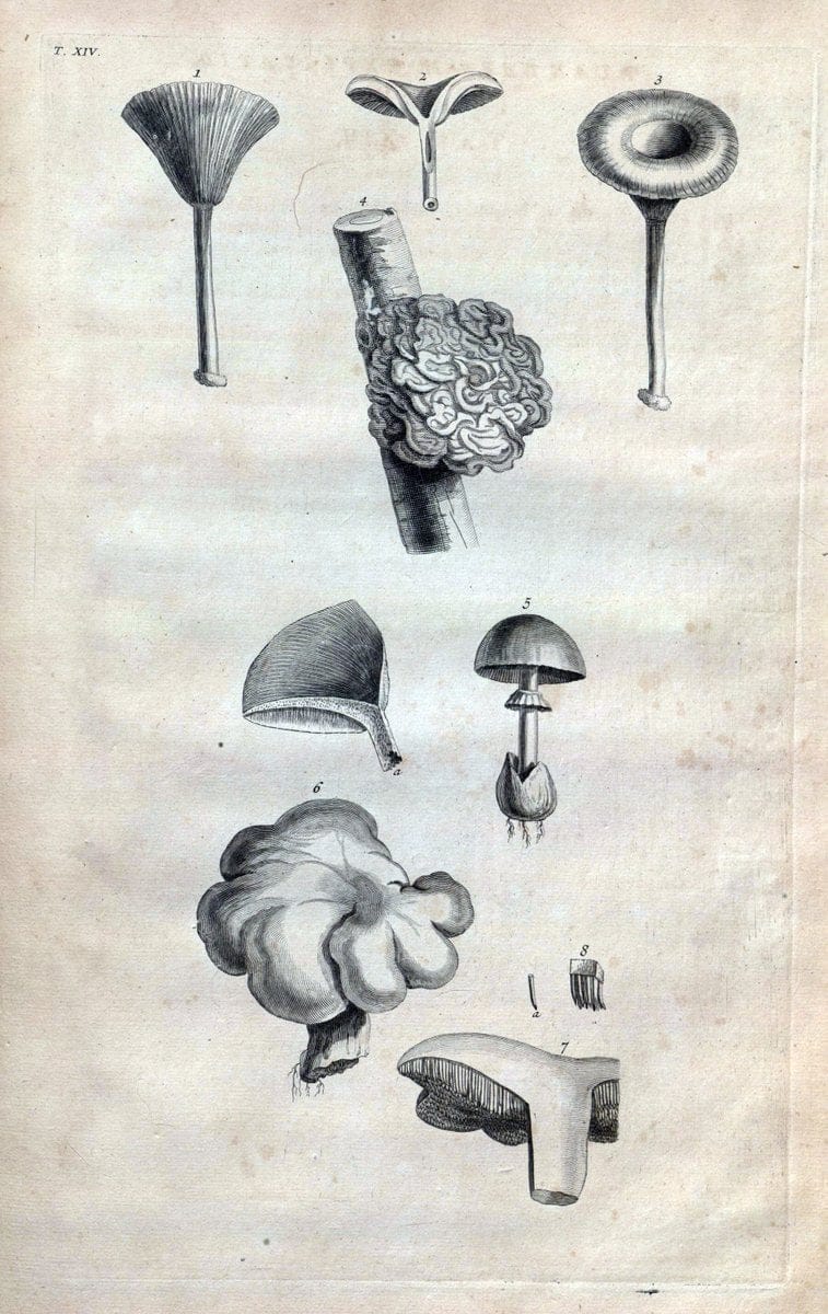 Botanicon parisiense, ou, Denombrement par ordre alphabetique des plantes | 1727 Botany "Copper engraving" France "Graphic media :" Netherlands Paris Plants  | Vintage Print Reproduction 463061
