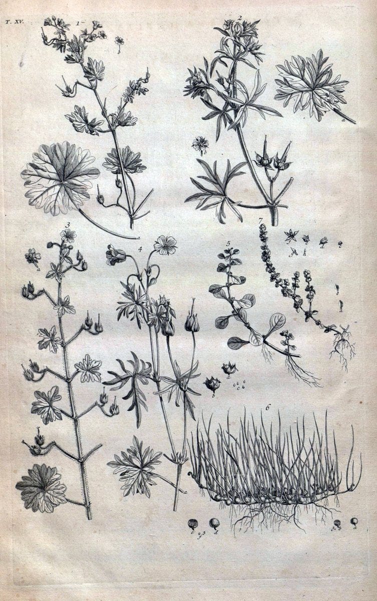 Botanicon parisiense, ou, Denombrement par ordre alphabetique des plantes | 1727 Botany "Copper engraving" France "Graphic media :" Netherlands Paris Plants  | Vintage Print Reproduction 463062