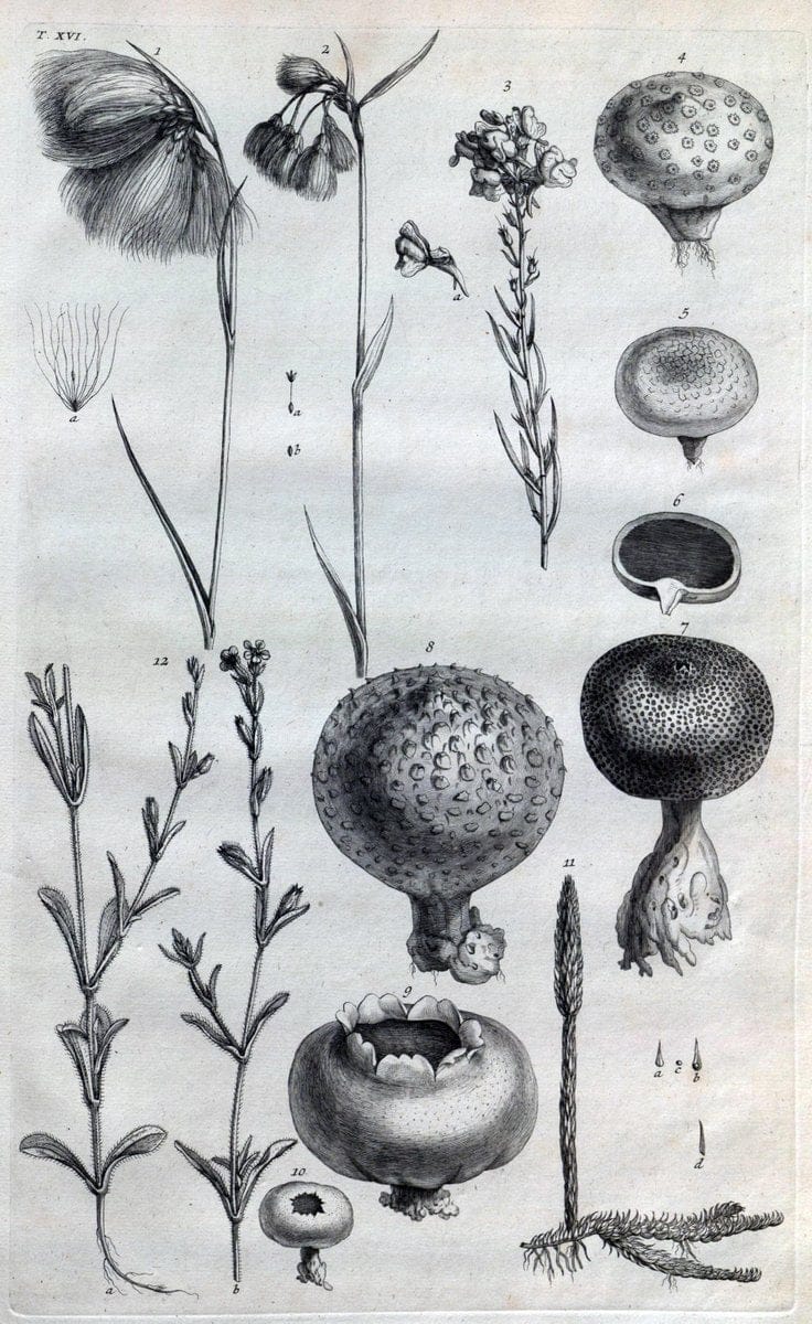 Botanicon parisiense, ou, Denombrement par ordre alphabetique des plantes | 1727 Botany "Copper engraving" France "Graphic media :" Netherlands Paris Plants  | Vintage Print Reproduction 463063