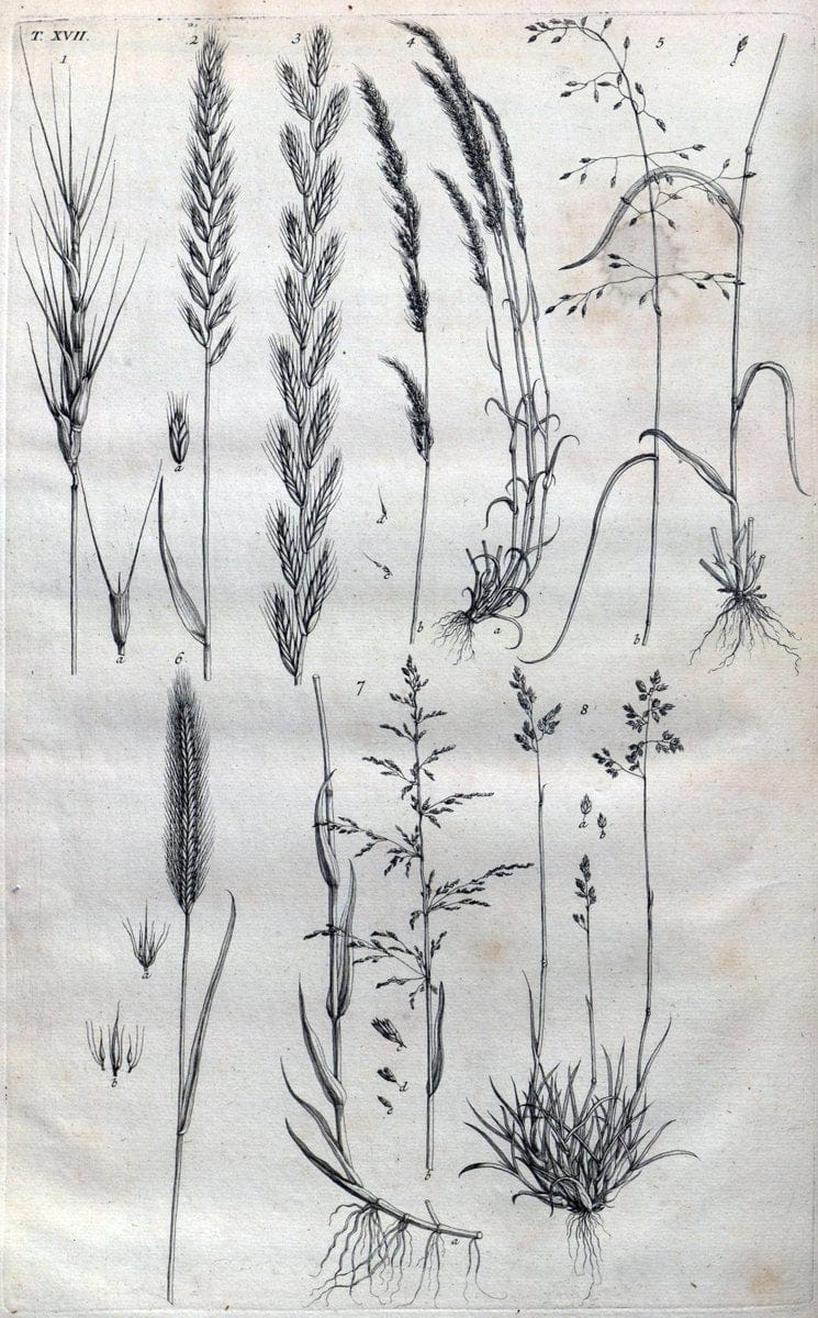 Botanicon parisiense, ou, Denombrement par ordre alphabetique des plantes | 1727 Botany "Copper engraving" France "Graphic media :" Netherlands Paris Plants  | Vintage Print Reproduction 463064