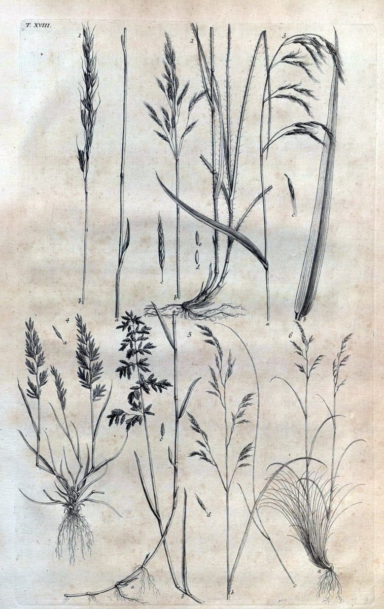 Botanicon parisiense, ou, Denombrement par ordre alphabetique des plantes | 1727 Botany "Copper engraving" France "Graphic media :" Netherlands Paris Plants  | Vintage Print Reproduction 463065