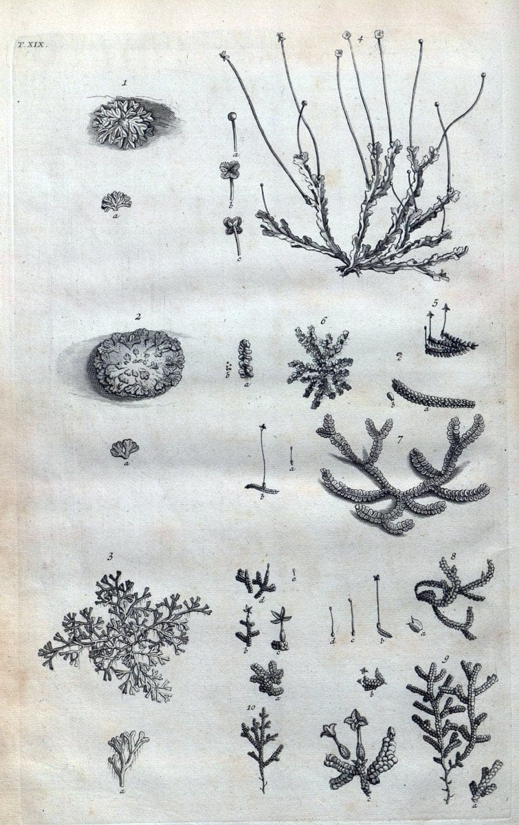 Botanicon parisiense, ou, Denombrement par ordre alphabetique des plantes | 1727 Botany "Copper engraving" France "Graphic media :" Netherlands Paris Plants  | Vintage Print Reproduction 463066