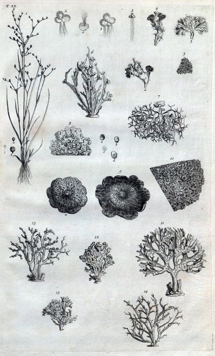 Botanicon parisiense, ou, Denombrement par ordre alphabetique des plantes | 1727 Botany "Copper engraving" France "Graphic media :" Netherlands Paris Plants  | Vintage Print Reproduction 463067