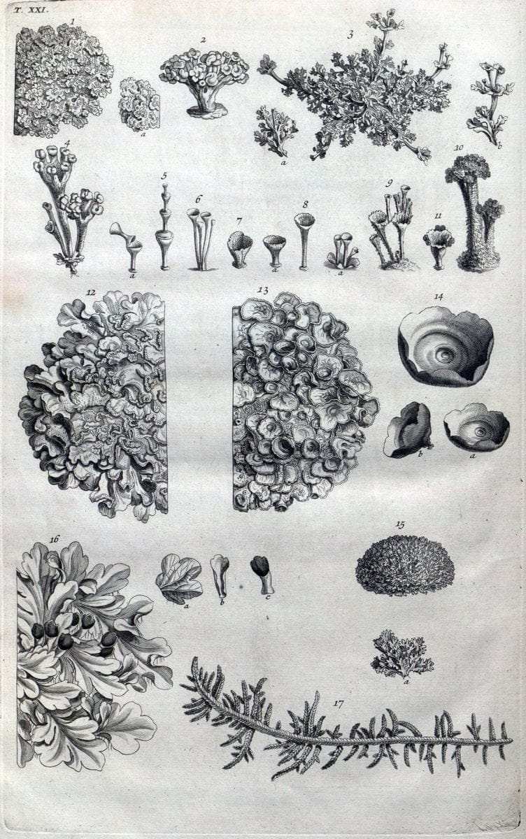 Botanicon parisiense, ou, Denombrement par ordre alphabetique des plantes | 1727 Botany "Copper engraving" France "Graphic media :" Netherlands Paris Plants  | Vintage Print Reproduction 463068