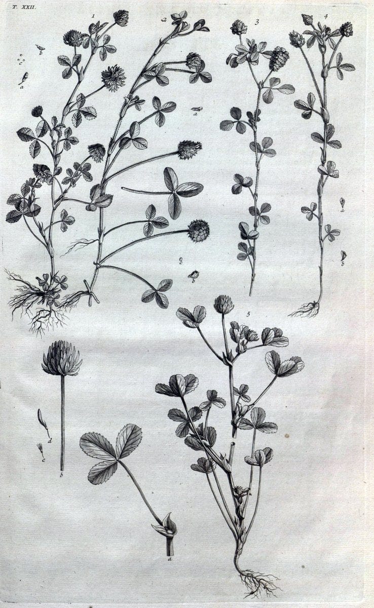 Botanicon parisiense, ou, Denombrement par ordre alphabetique des plantes | 1727 Botany "Copper engraving" France "Graphic media :" Netherlands Paris Plants  | Vintage Print Reproduction 463069